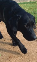 Beagador Stud Service Available - Labrador Retriever Stud