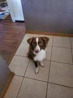 Sarah Lyons - Australian Shepherd Dog Stud