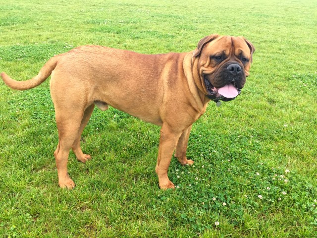 Bullmastiff Stud 26653