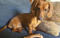 Susan Halliday - Dachshund Stud