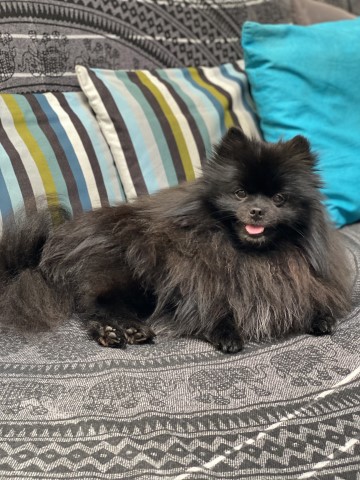 Pomeranian Stud 31140