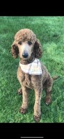 Amber Pedersen - Poodle Standard Stud