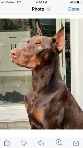 Doberman Pinscher Breeder 31363