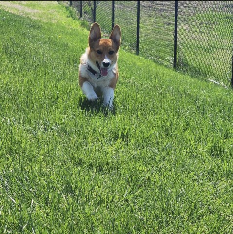 Pembroke Welsh Corgi Stud 31803