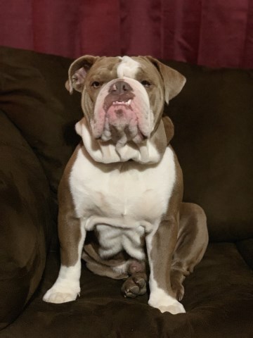 English Bulldog Stud 27679