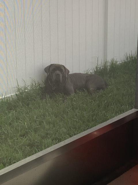 Neapolitan Mastiff Stud 28596