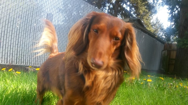 58 HQ Images Dachshund Puppies Oregon Washington Two