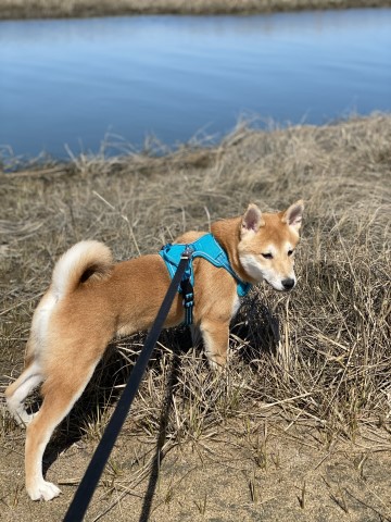 Shiba Inu Stud 28978