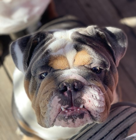 English Bulldog Stud 28540