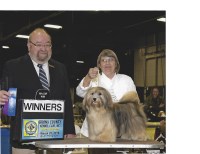 Havanese thumbnail