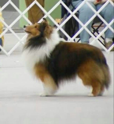 Shetland Sheepdog Breeder 8855