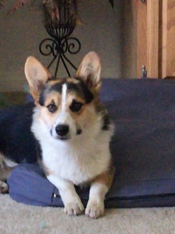 corgi welsh pembroke breeder oklahoma breeders dog