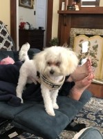 Ron - Poodle Toy Stud