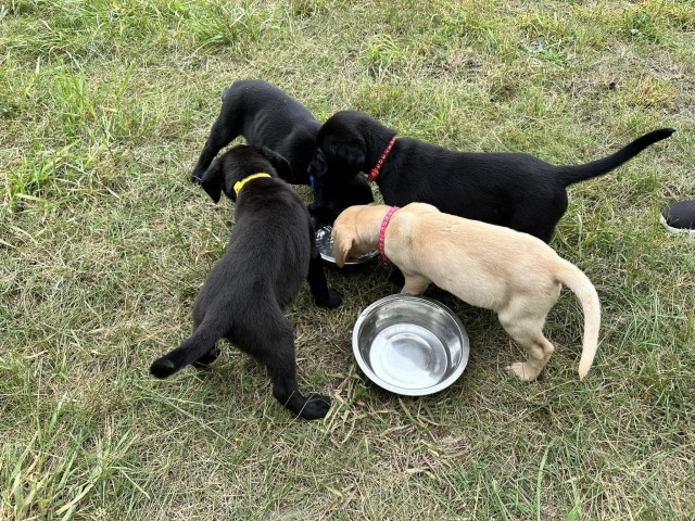 Labrador Retriever Breeder 31229