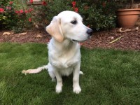 Brad and Kelly - Golden Retriever Stud