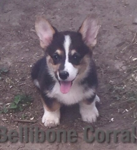 Bellibone Corral