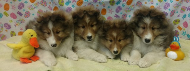 Canami Shelties