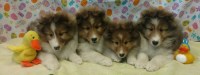 Canami Shelties Shetland Sheepdog breeder