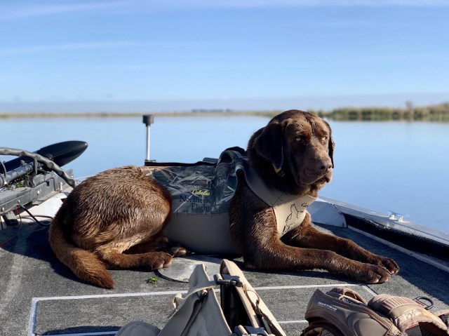 Labrador Retriever Stud 27783