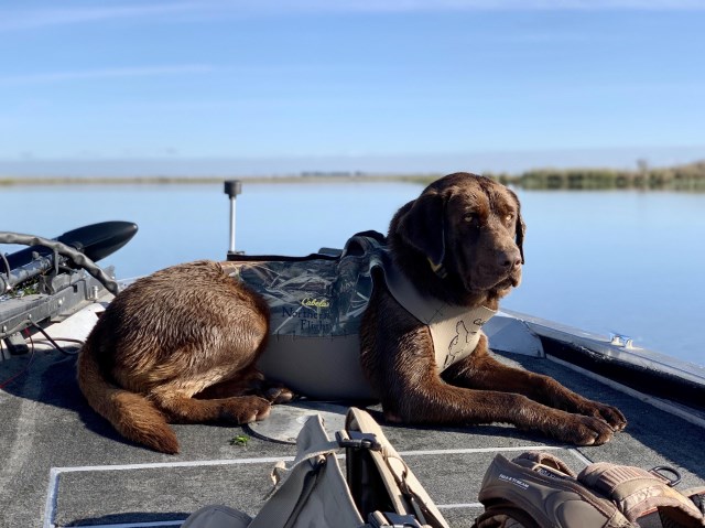 Labrador Retriever Stud 27783