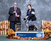 Jedda Farm and ACDs Australian Cattle Dog breeder