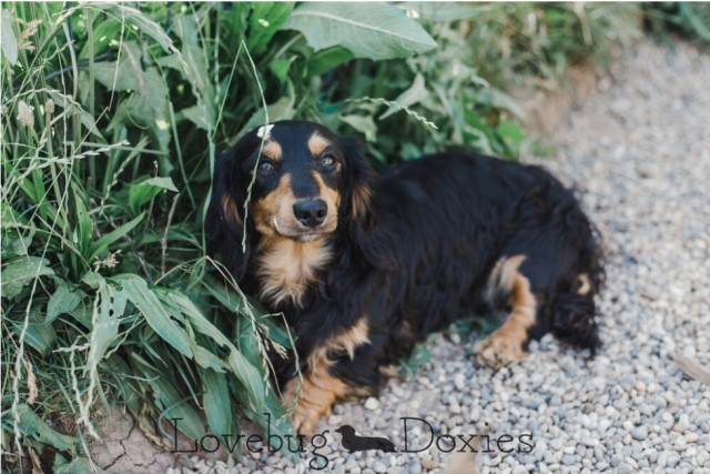 Lovebug doxies