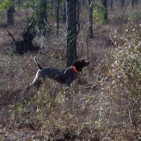 Lily Pond Kennel German Shorthaired Pointer breeder