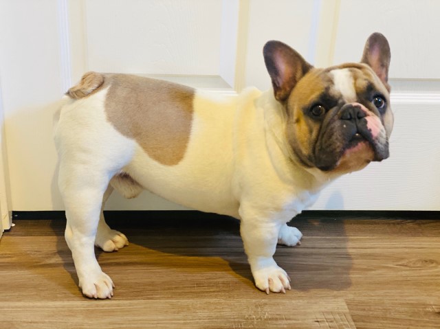 French Bulldog Stud 28618