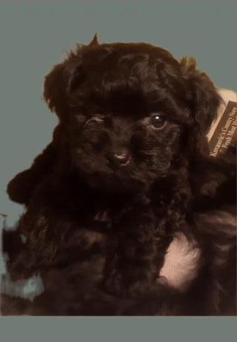 Maltipoo Breeder 31559