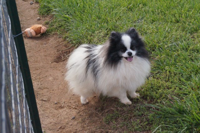 Pomeranian Stud 25800