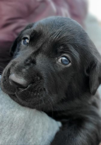 west wind retrievers & training LLC