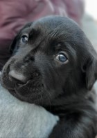 west wind retrievers & training LLC Labrador Retriever breeder