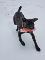 B McClain - Cane Corso Stud