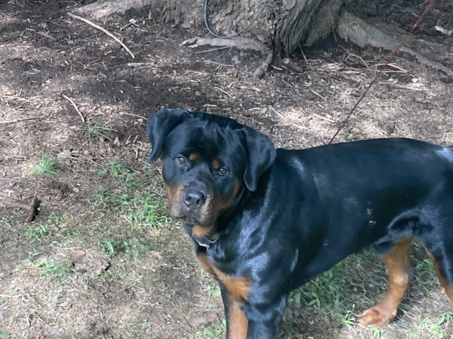 Gunnison Valley Rottweiler