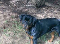 Gunnison Valley Rottweiler