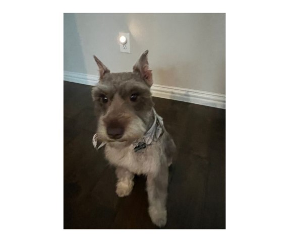 Miniature Schnauzer Stud 30133