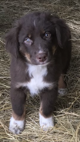 Hilltop Australian Shepherds