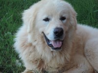Great Pyrenees thumbnail