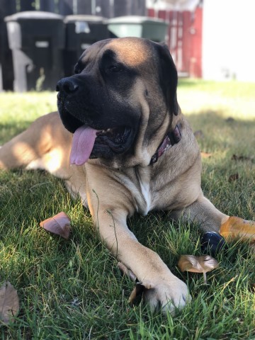 Mastiff Stud 30386