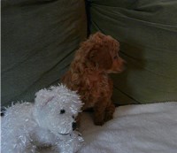 Dolittle Toy Poodles (  Non-Biz) Poodle Toy breeder