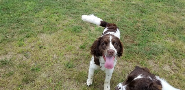 English Springer Spaniel Stud 29418