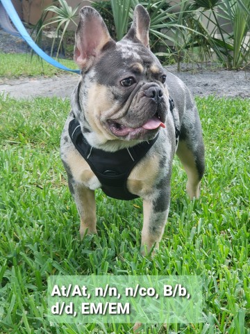 Diamond Paw Frenchies