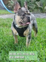 Diamond Paw Frenchies