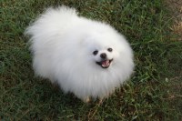 Burnette's Exclusive Pomeranians Pomeranian breeder