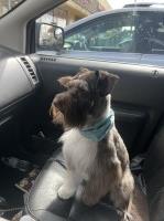 Desirae Howell - Miniature Schnauzer Breeder Miniature Schnauzer breeder