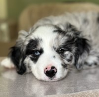 Walkabout Aussies Miniature Australian Shepherd breeder