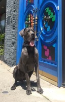 rouja koleva - Great Dane Stud