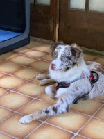 Mecca J - Australian Shepherd Dog Stud