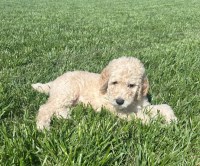 Last Breeder Listed