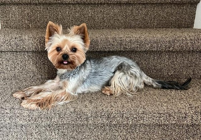 Yorkshire Terrier Stud 30533